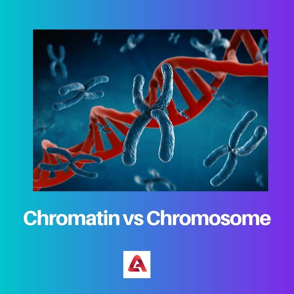 Хроматин против хромосомы