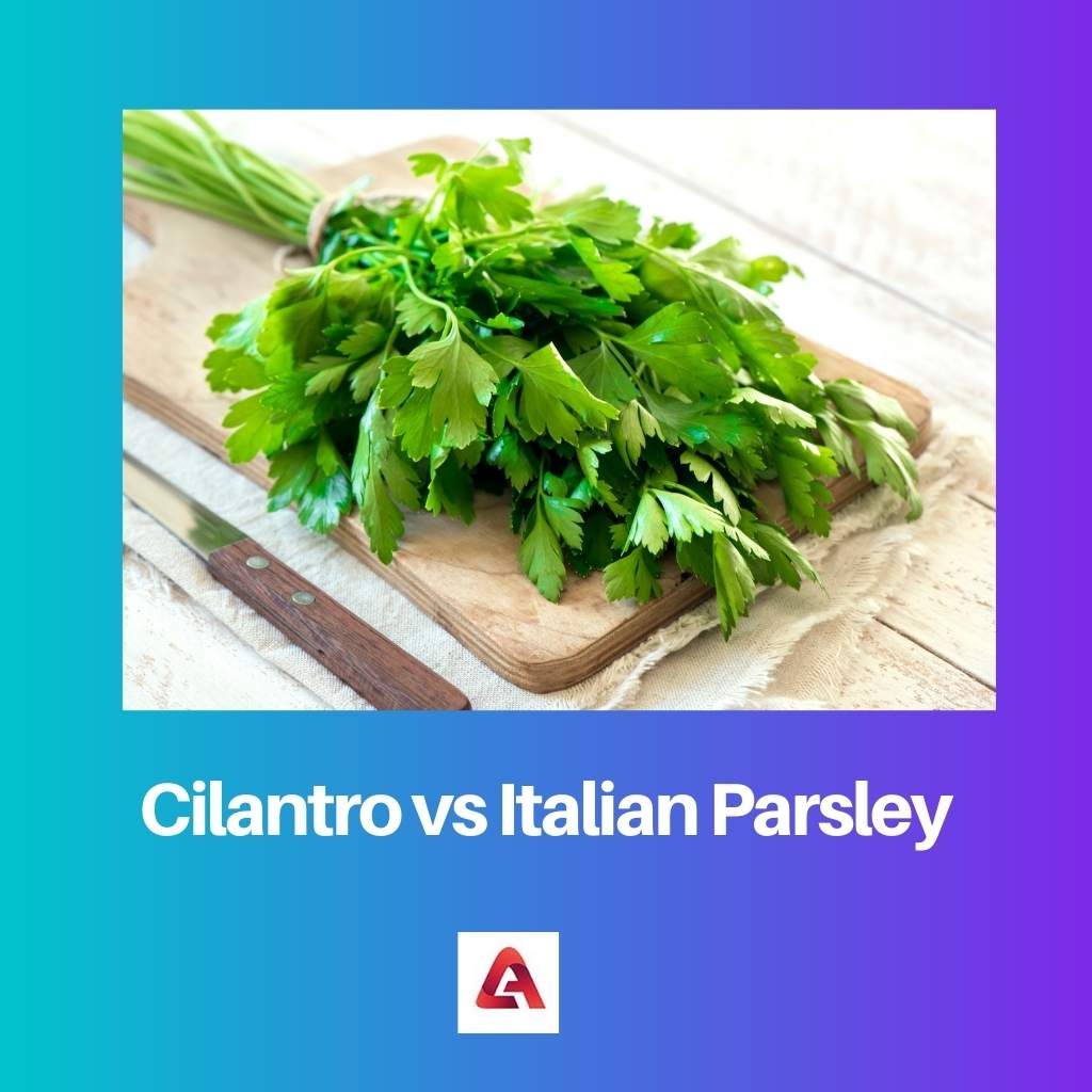 Cilantro vs Italian Parsley