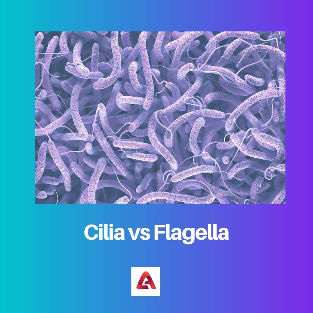 Cílios vs Flagelos