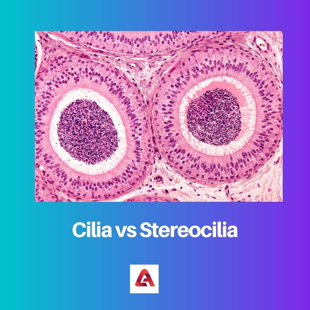 Cilia กับ Stereocilia