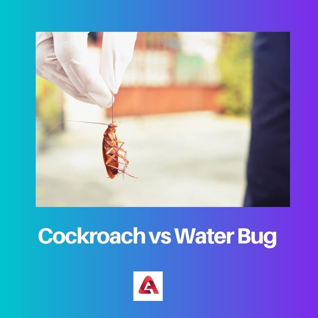 Cucaracha contra insecto de agua