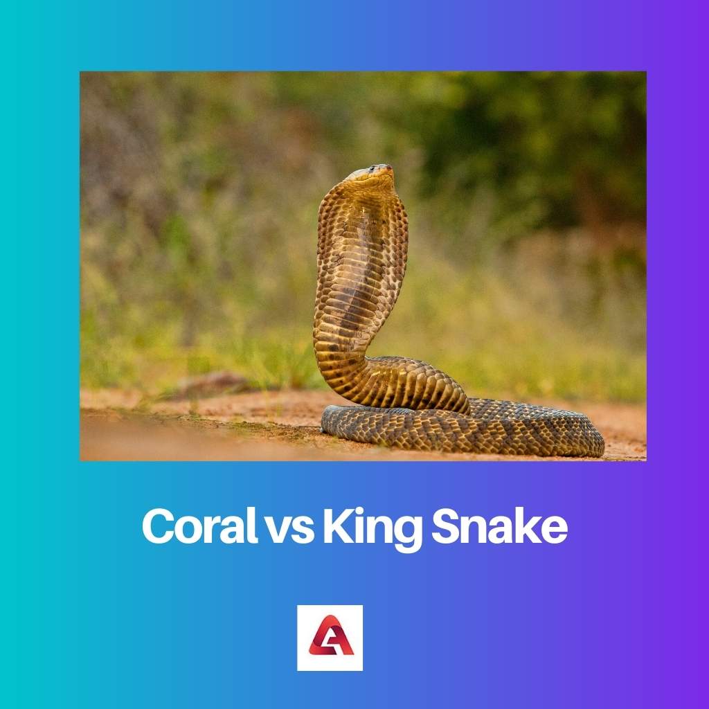 Corail contre King Snake