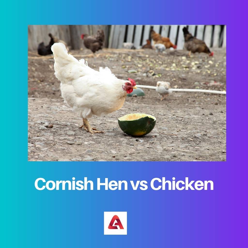 Cornish høne vs kylling