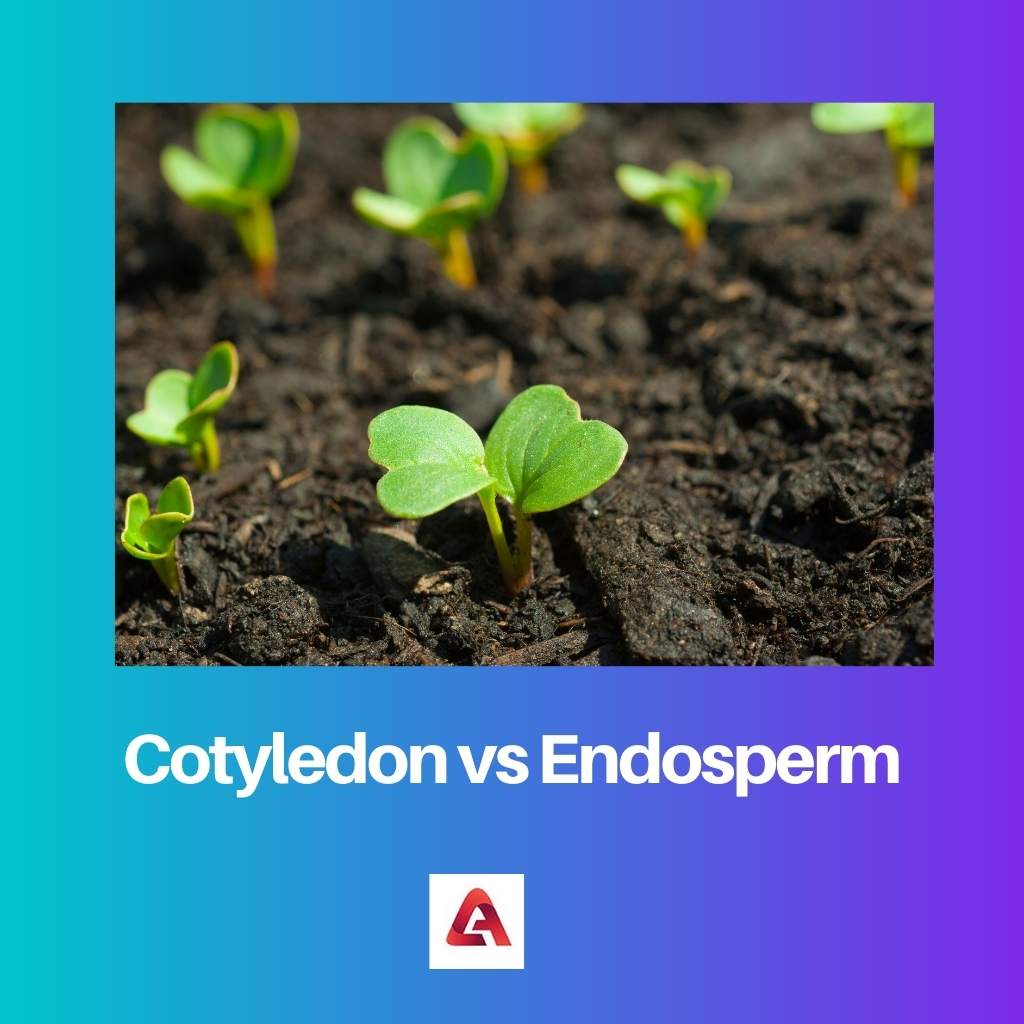 Cotylédon vs Endosperme