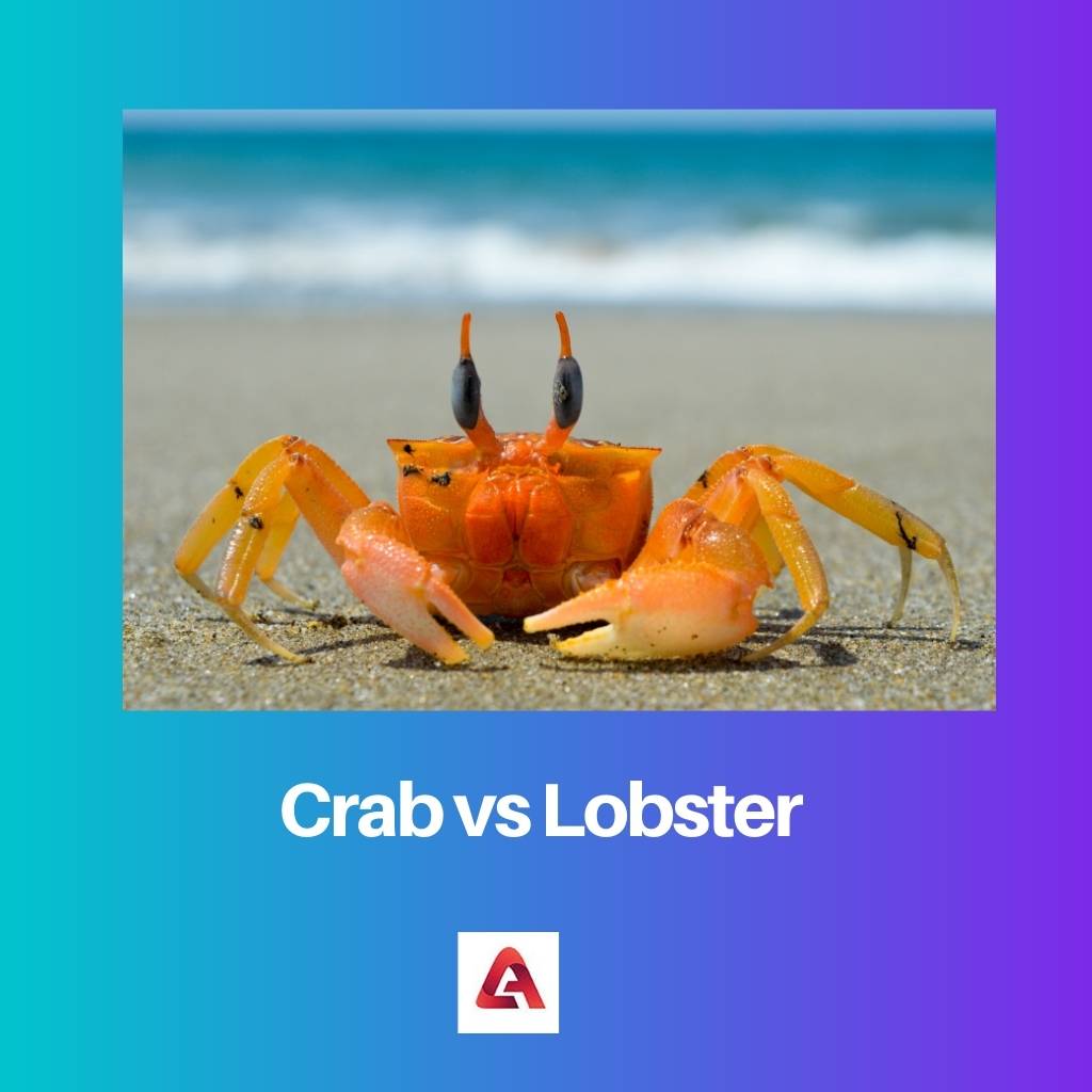 Crabe contre homard
