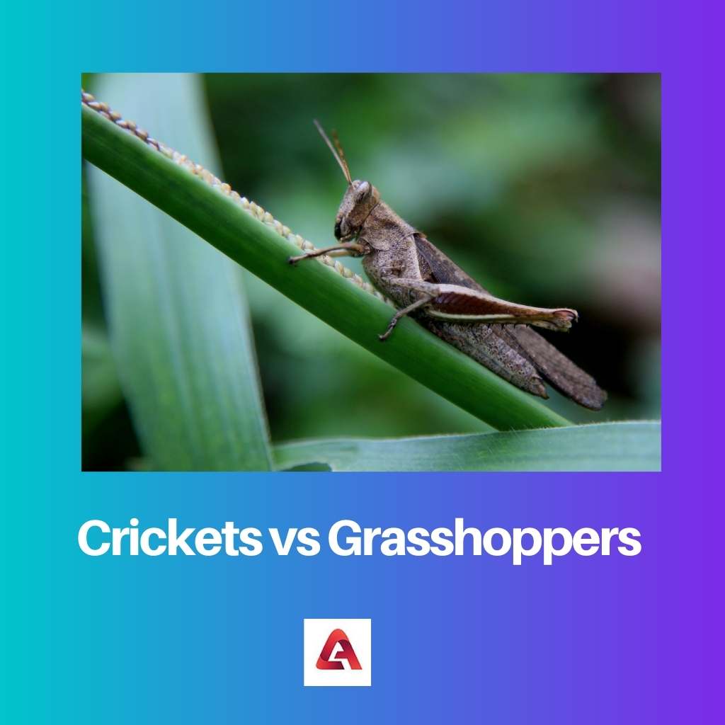 Crickets vs Grasshoppers