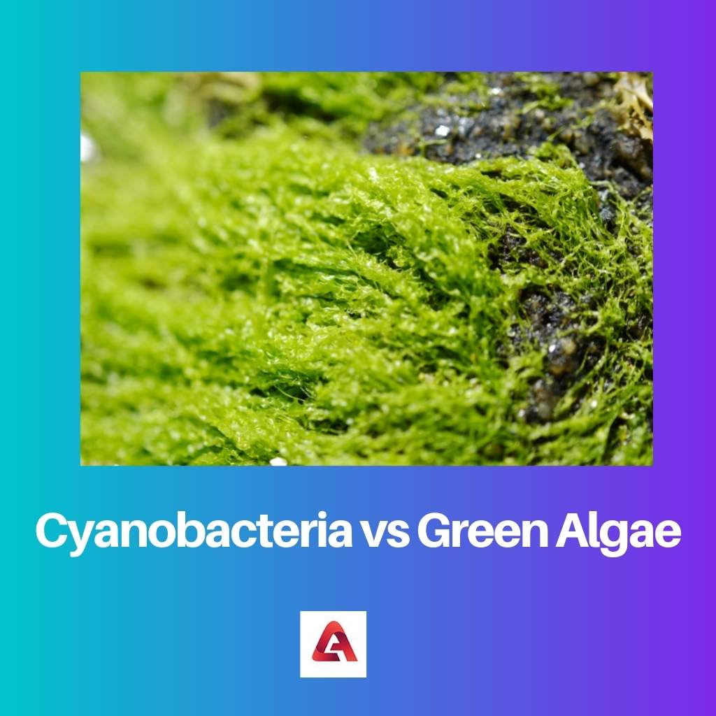 Cyanobacteria vs Alga Hijau