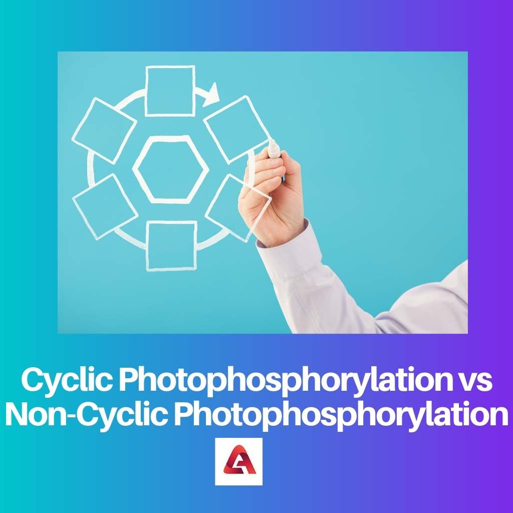 Photophosphorylation cyclique vs photophosphorylation non cyclique