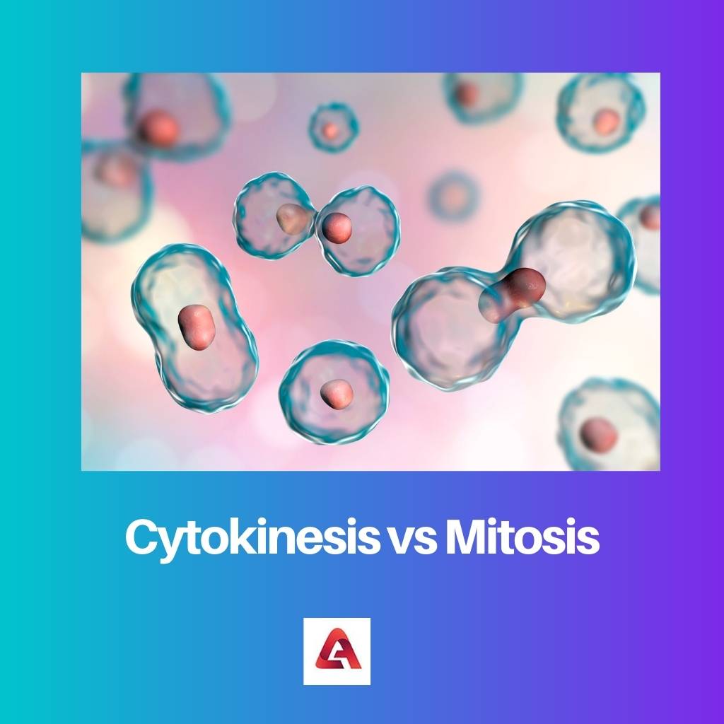 Cytokineze vs mitóza