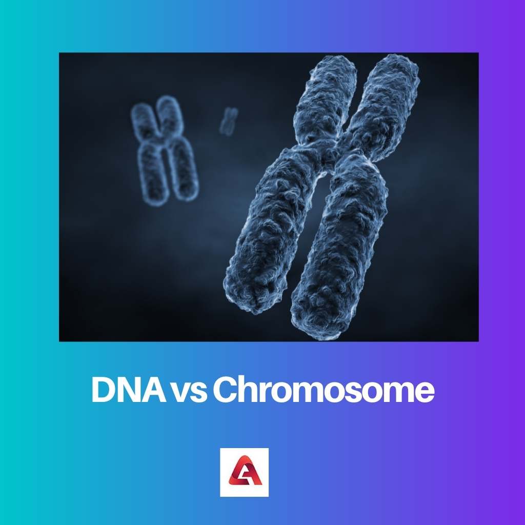 DNA対染色体