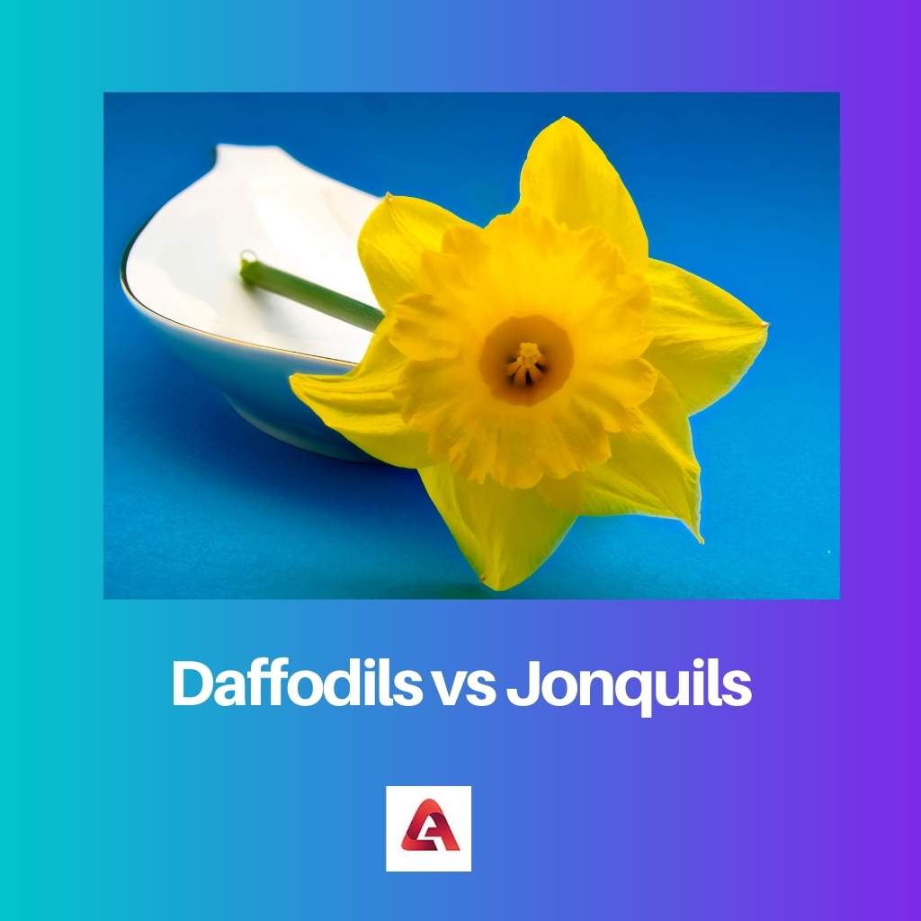 Narcissen versus Jonquils