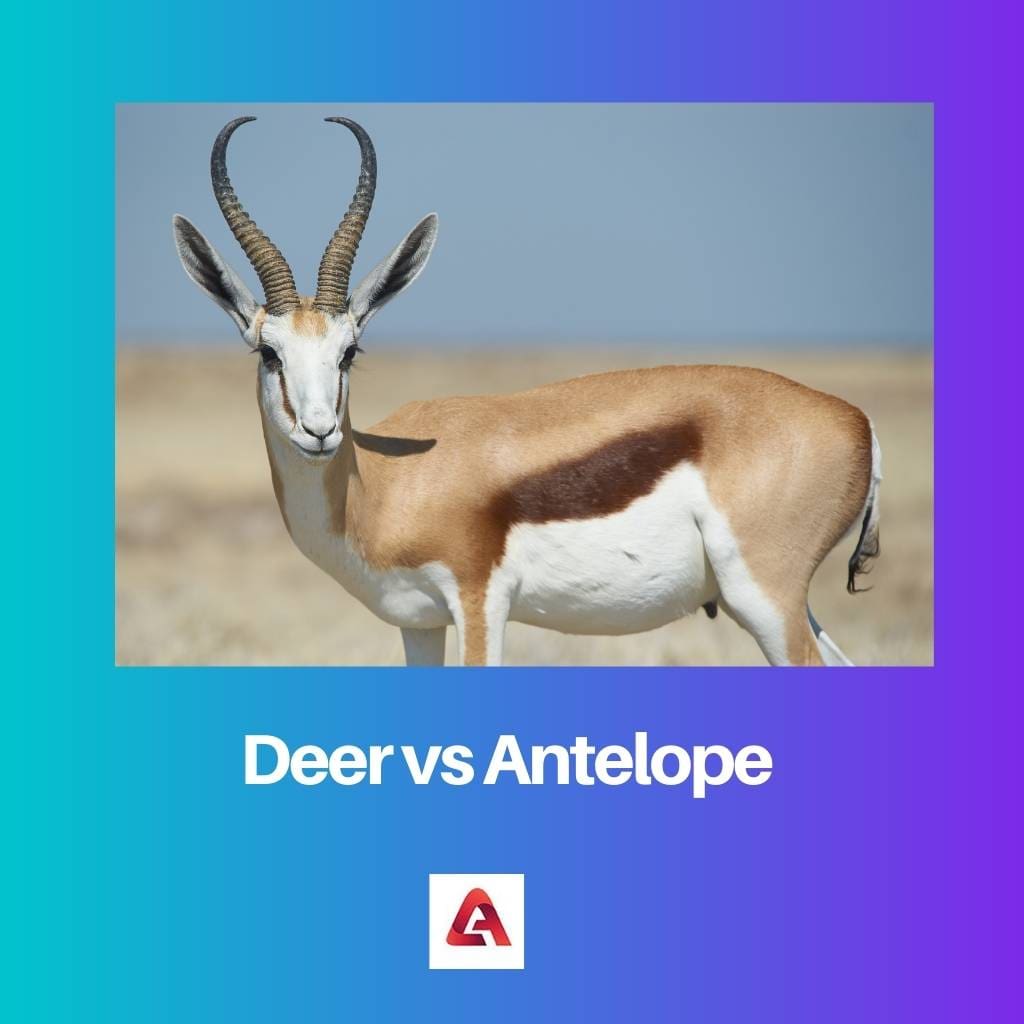 Cerf contre antilope