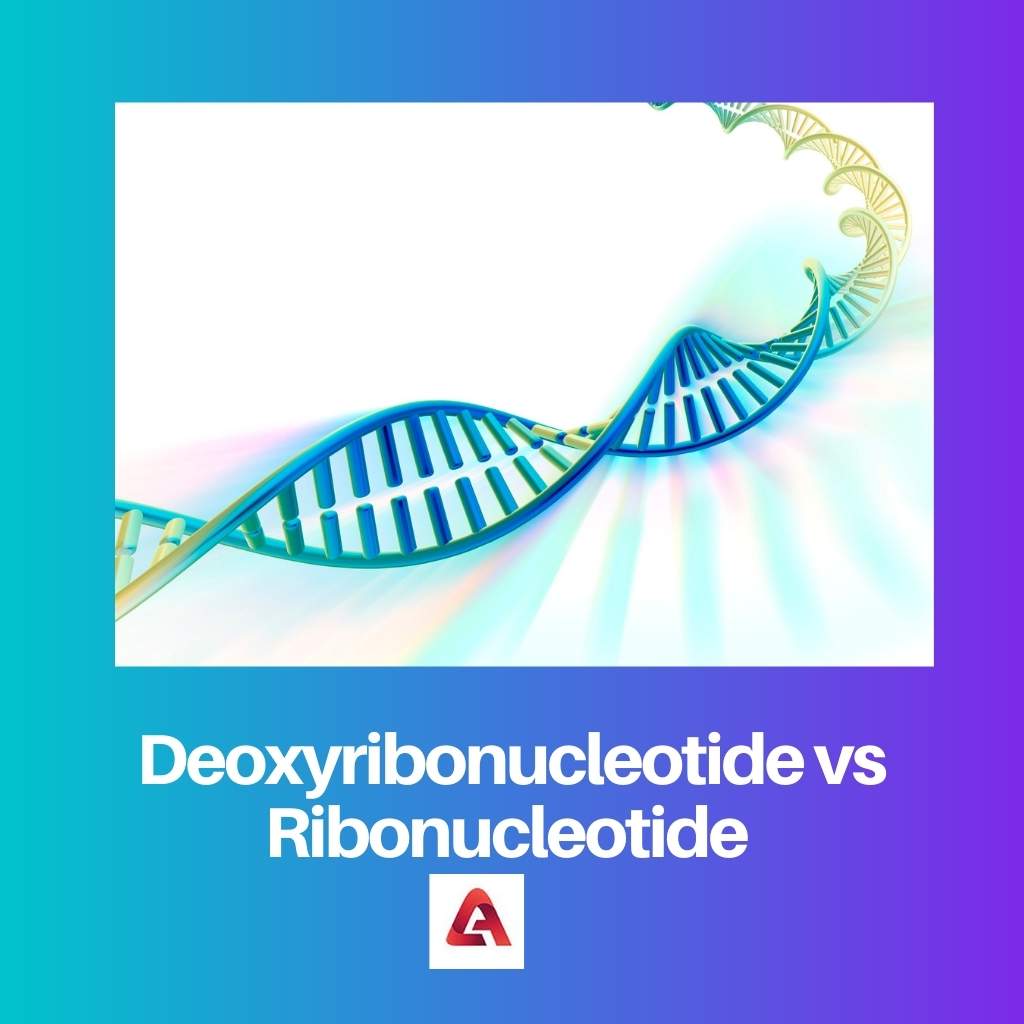Deoxyribonucleotide vs Ribonucleotide