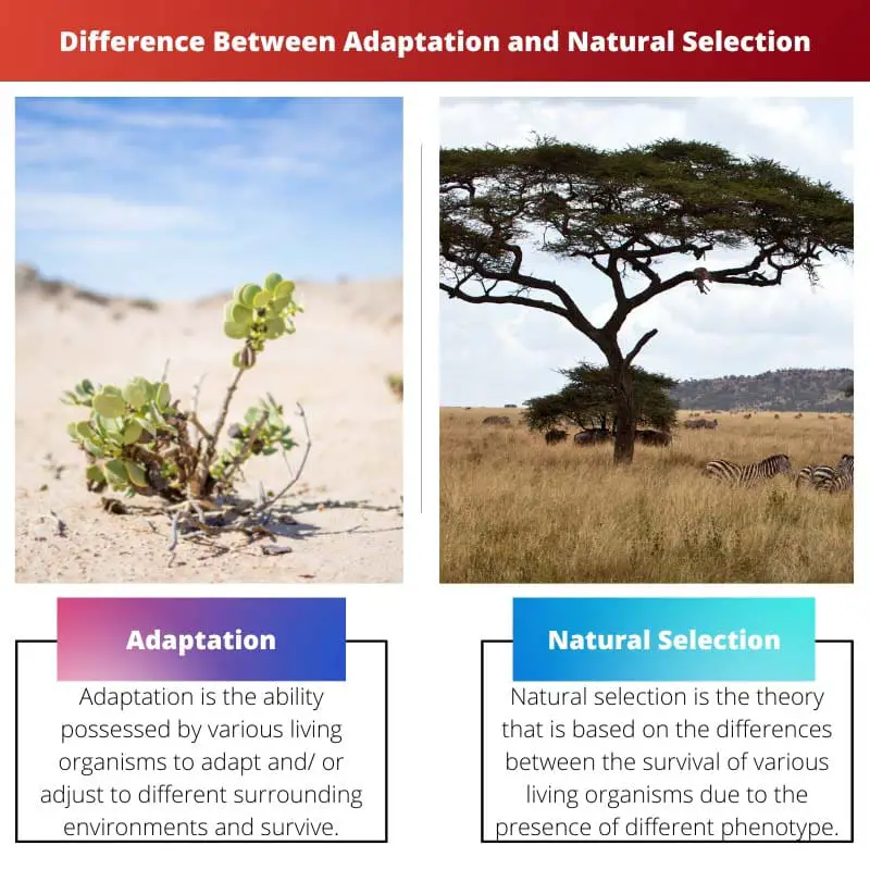 Forskellen mellem tilpasning og naturlig selektion