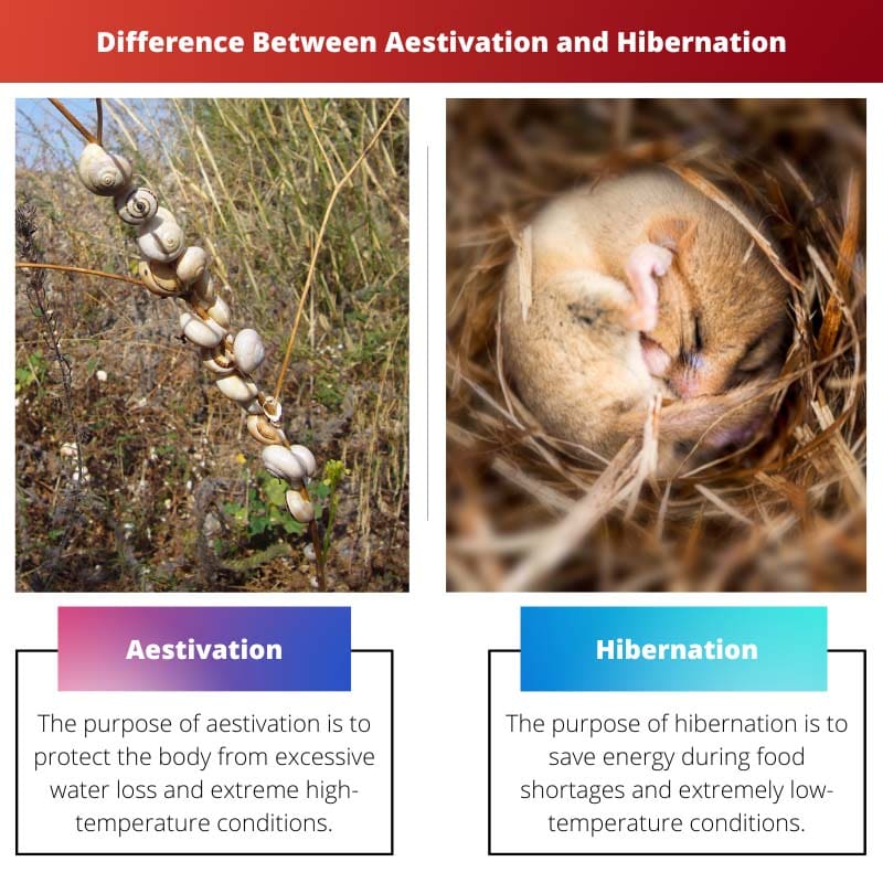 Разница между Aestivation и Hibernation