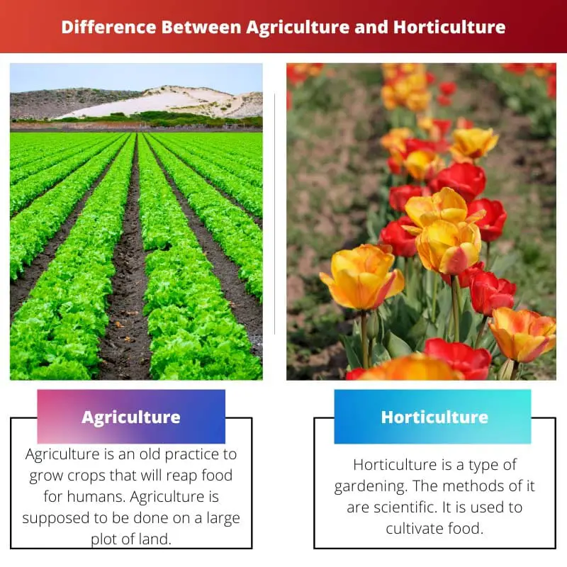 Разница между сельским хозяйством и садоводством