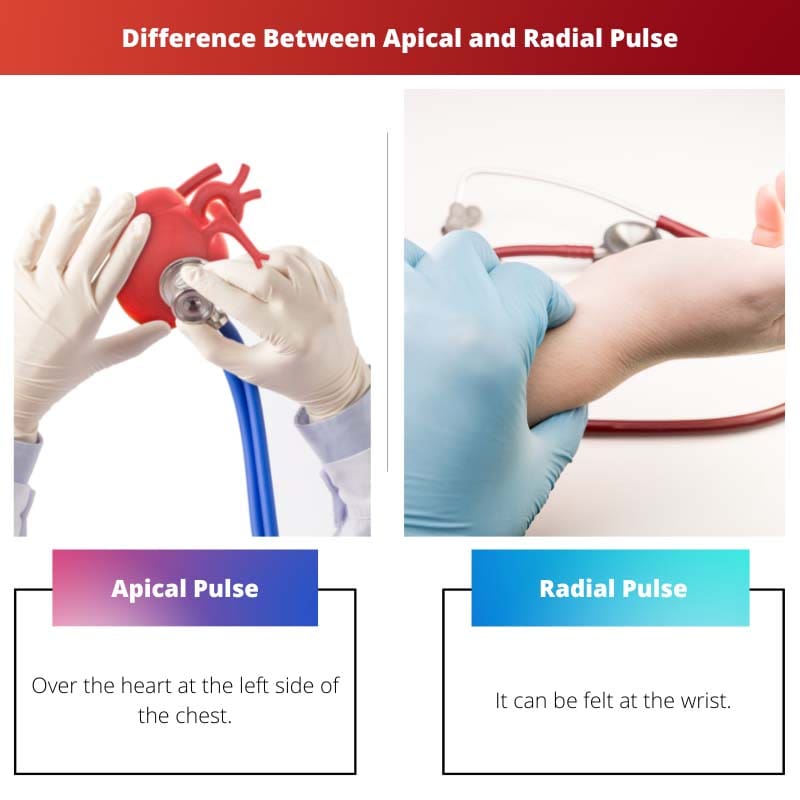 ความแตกต่างระหว่างชีพจร Apical และ Radial