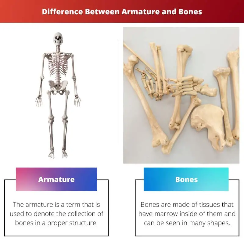 Atšķirība starp armatūru un kauliem