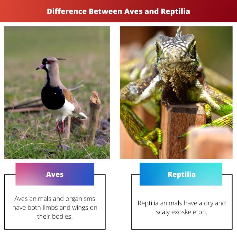 الفرق بين Aves و Reptilia