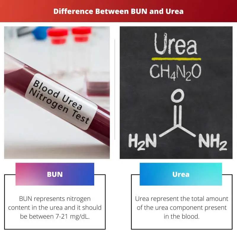 Difference Between BUN and Urea