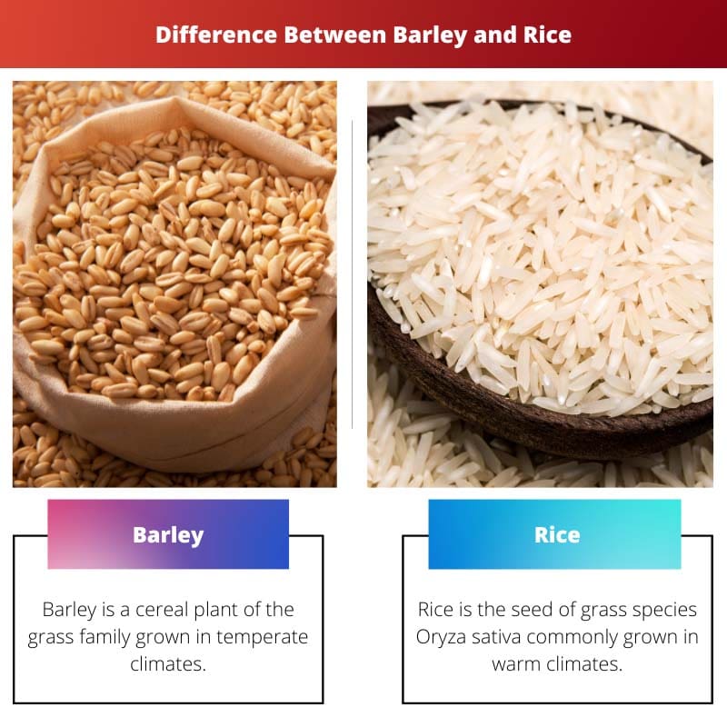 Разница между ячменем и рисом