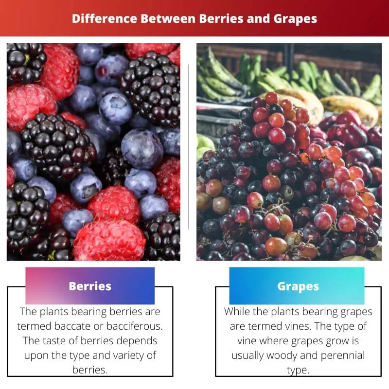 Difference Between Berries and Grapes