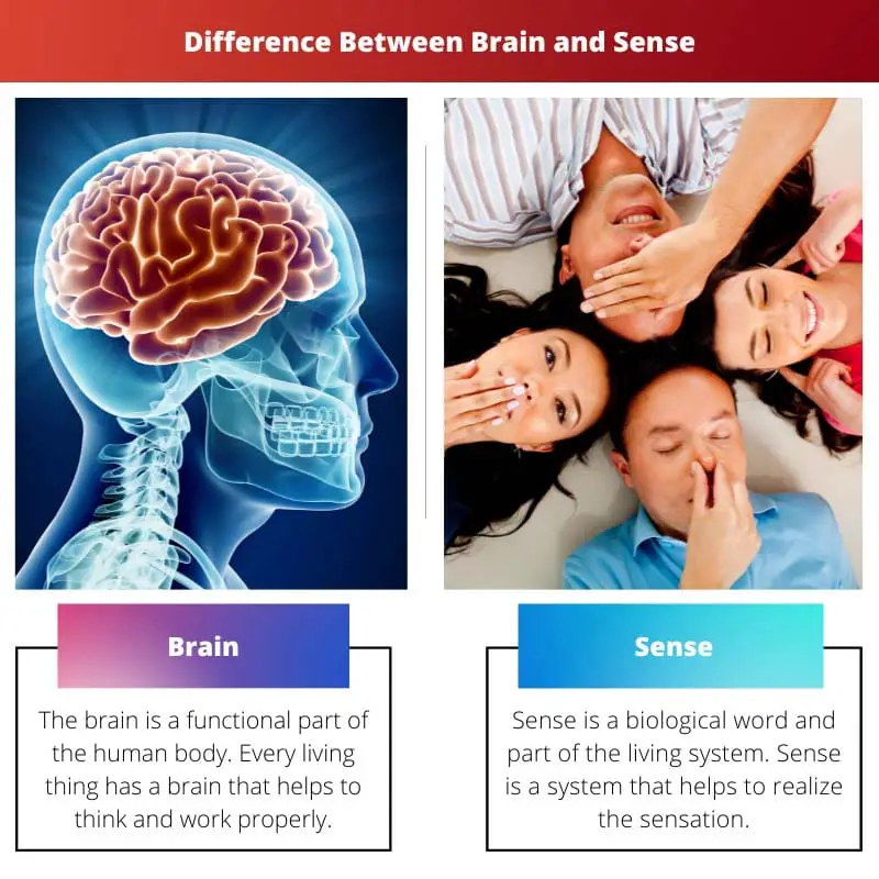 Difference Between Brain and Sense