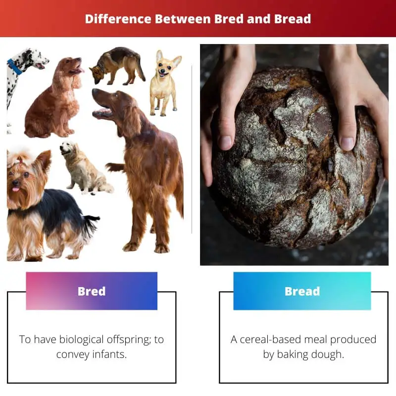 Difference Between Bred and Bread