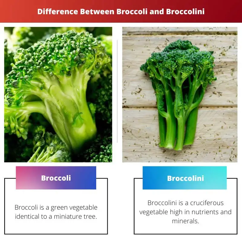 Rozdíl mezi brokolicí a brokolicí