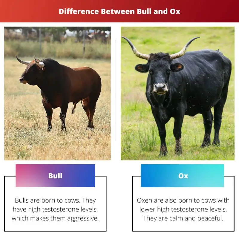 Difference Between Bull and