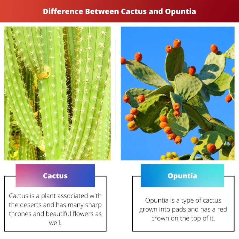 Sự khác biệt giữa xương rồng và Opuntia