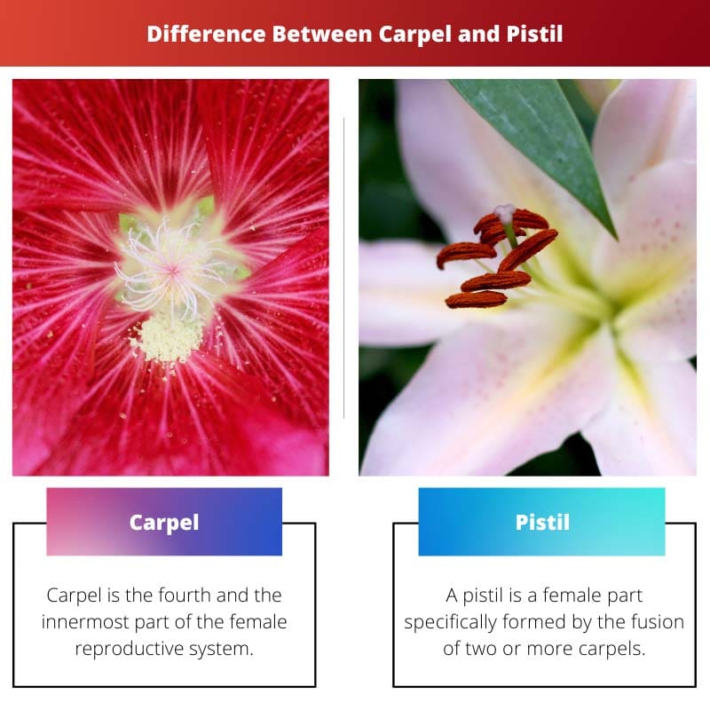 Difference Between Carpel and Pistil