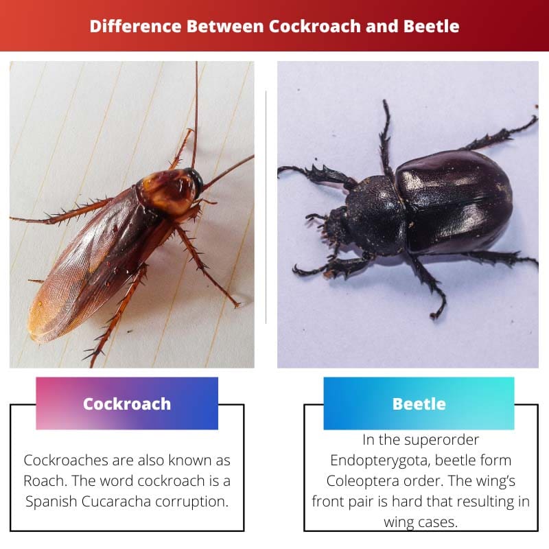 Difference Between Cockroach and Beetle