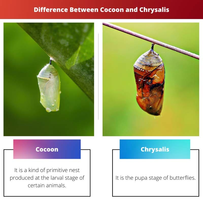 Difference Between Cocoon and Chrysalis