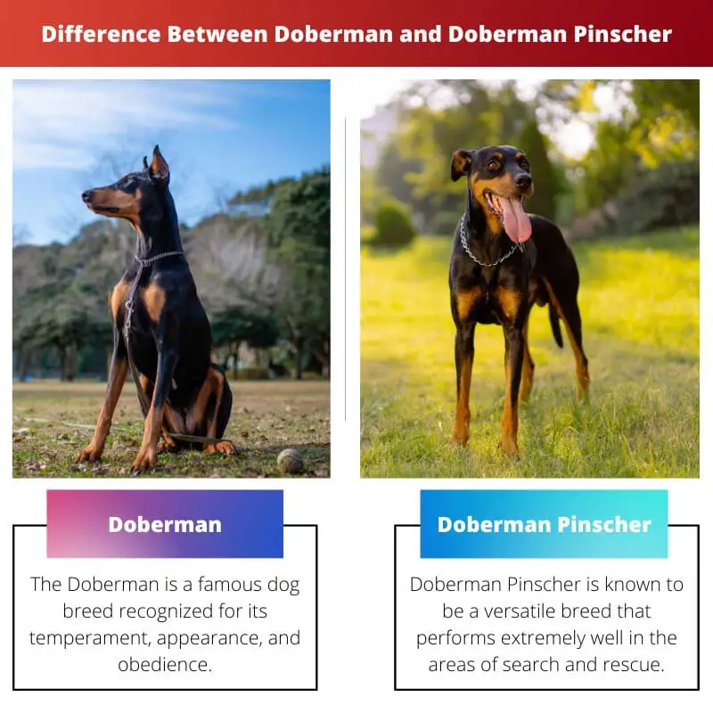 Difference Between Doberman and Doberman Pinscher
