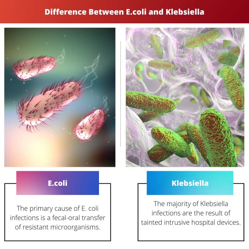 Різниця між E.coli і клебсієлою