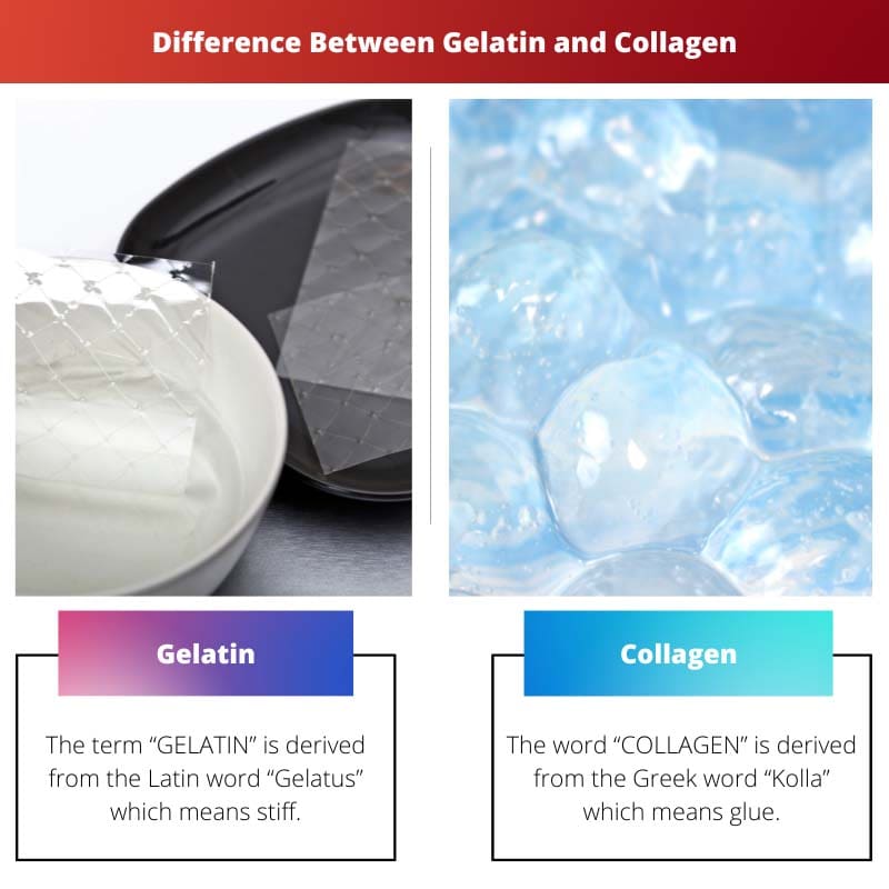 Diferencia entre gelatina y colágeno