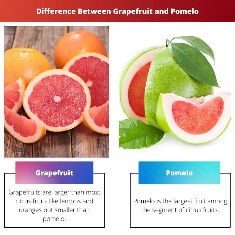Différence entre le pamplemousse et le pomelo
