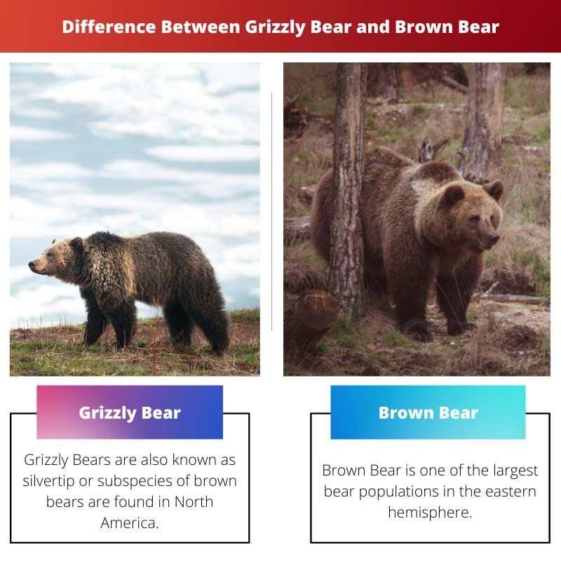 ความแตกต่างระหว่างหมีกริซลี่กับหมีสีน้ำตาล