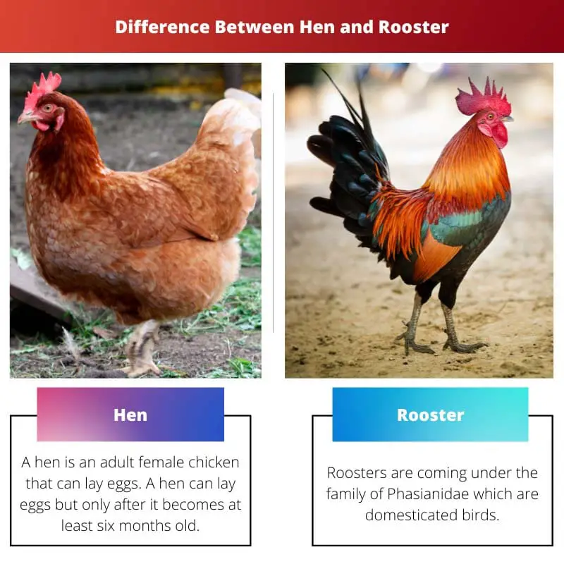 Difference Between Hen and Rooster