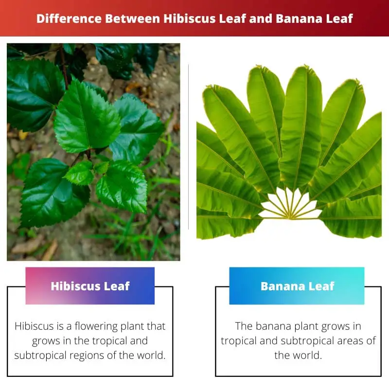 Разница между листом гибискуса и банановым листом