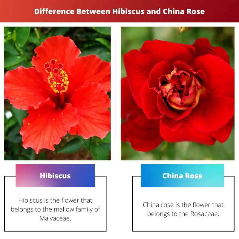 Difference Between Hibiscus and China Rose