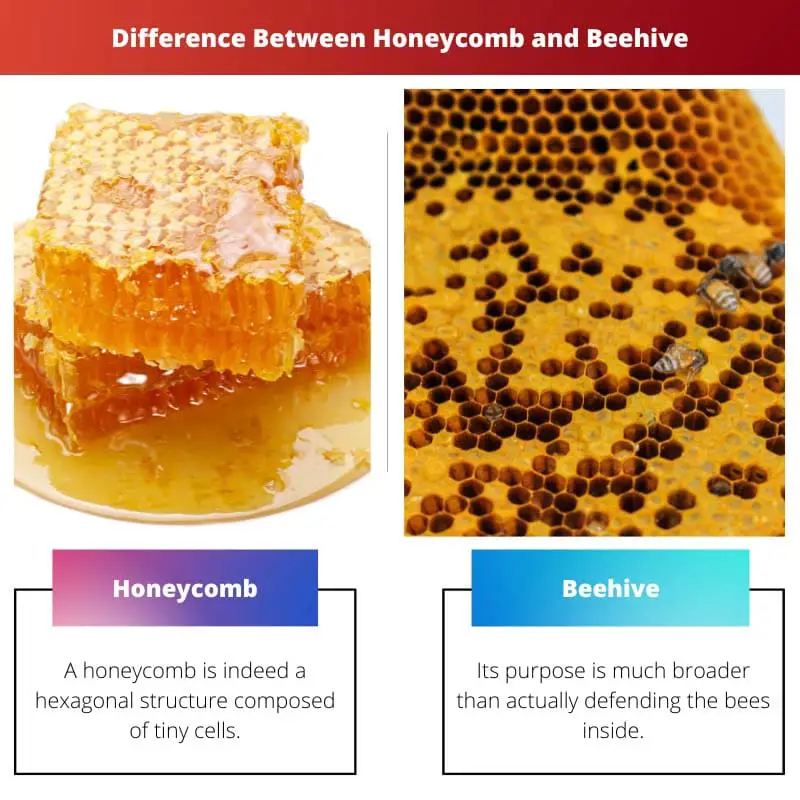 Difference Between Honeycomb and Beehive