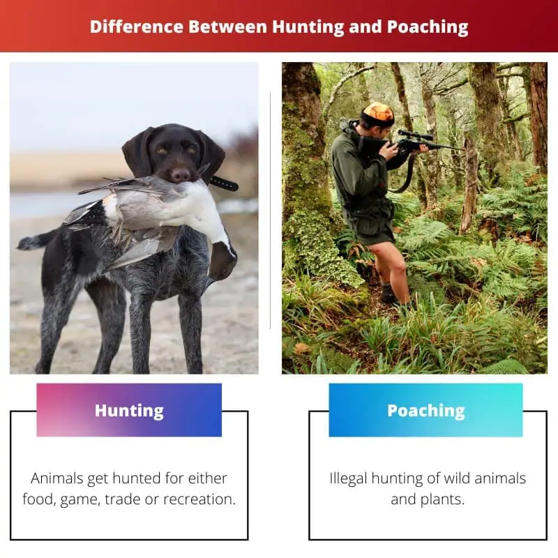 Разница между охотой и браконьерством