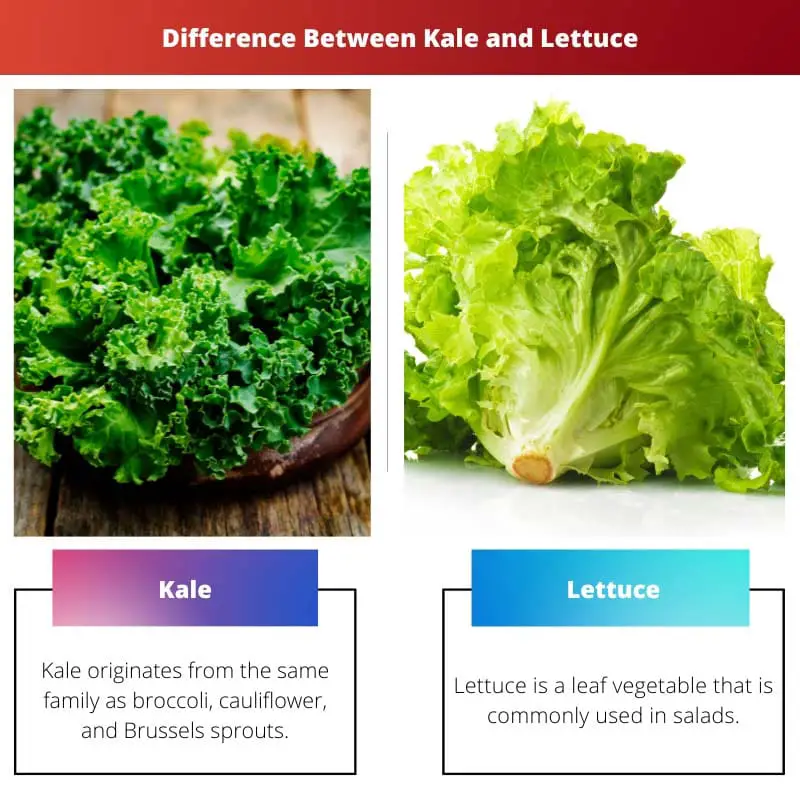 Razlika između kelja i zelene salate