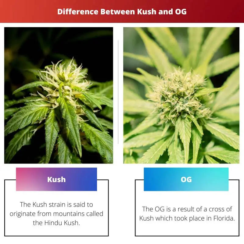 Різниця між Kush і OG