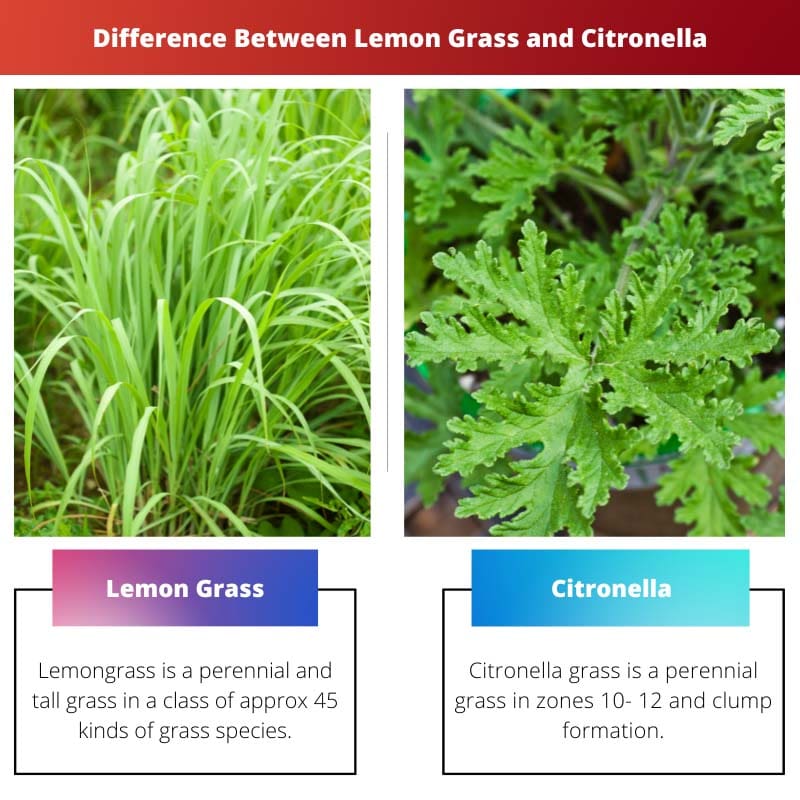 Razlika između limunske trave i citronele