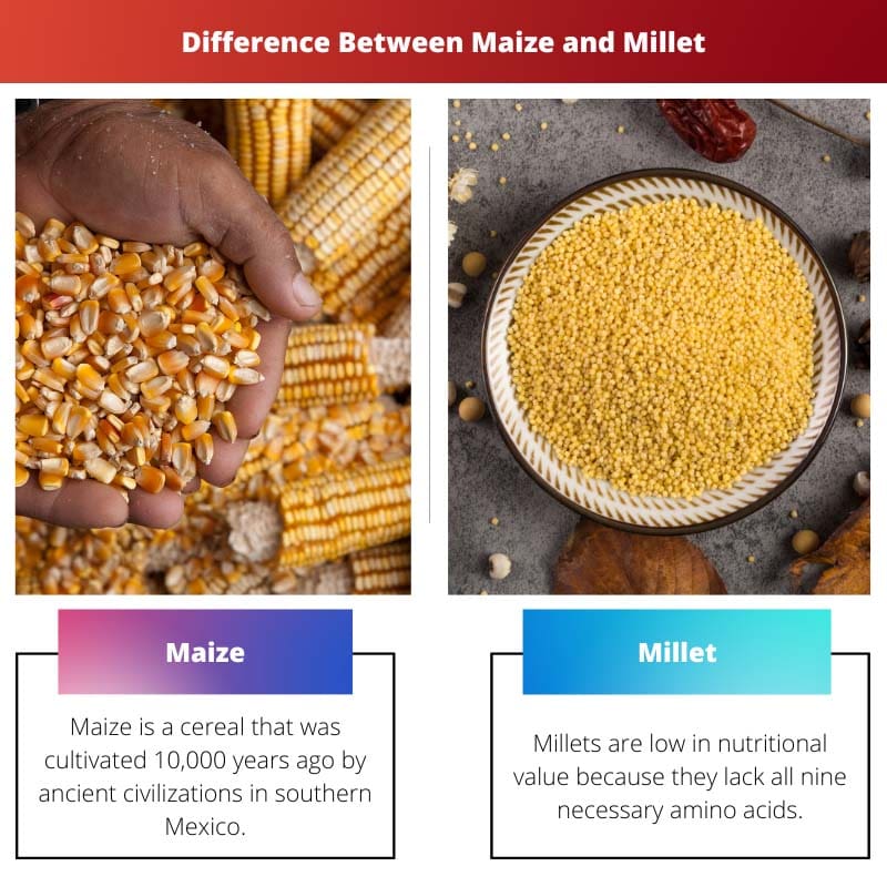 Rozdíl mezi kukuřicí a proso