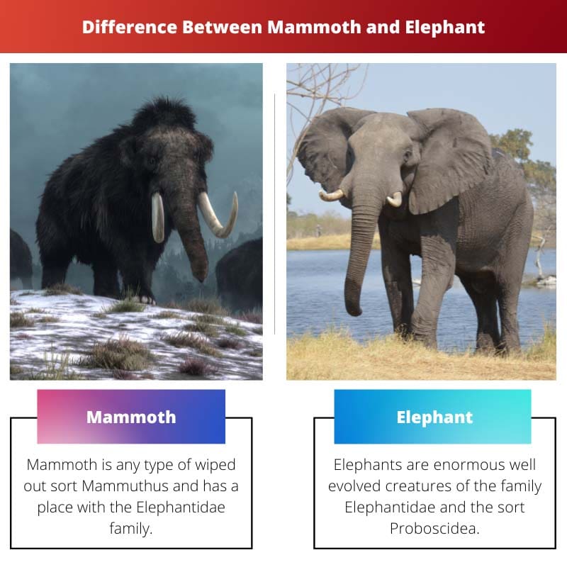 Difference Between Mammoth and Elephant