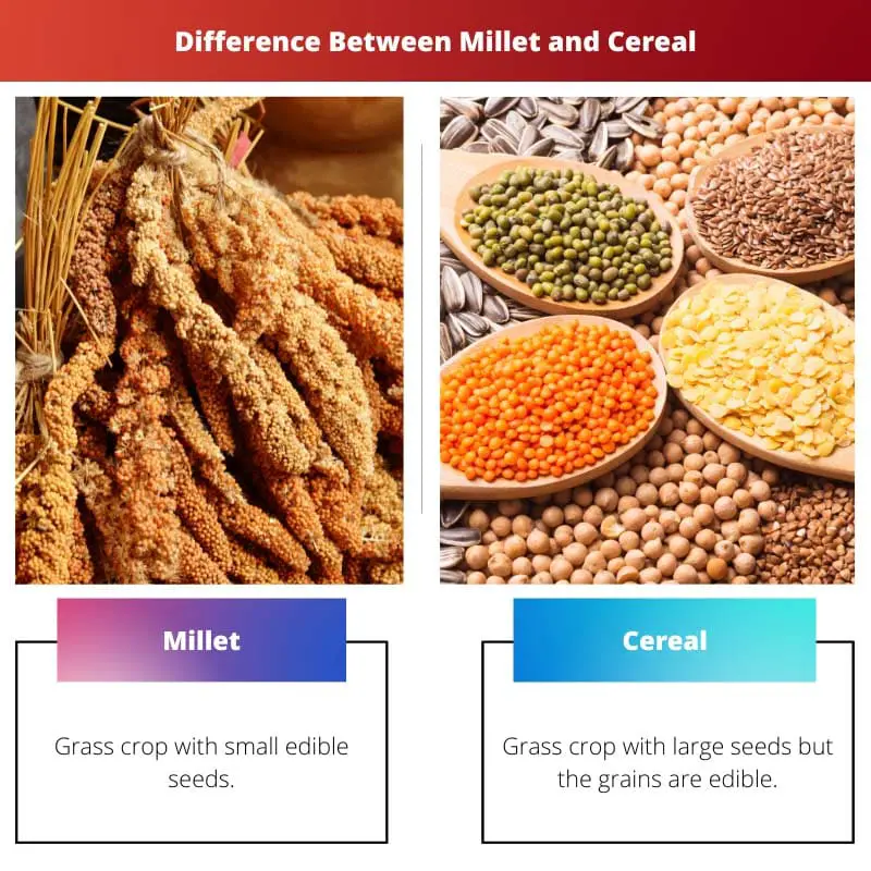Difference Between Millet and Cereal